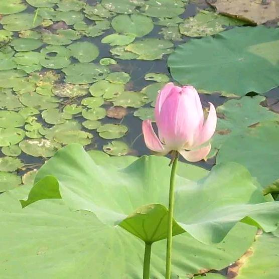 玫瑰花