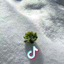 lishyog