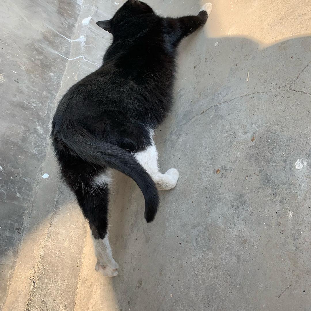 猫叔