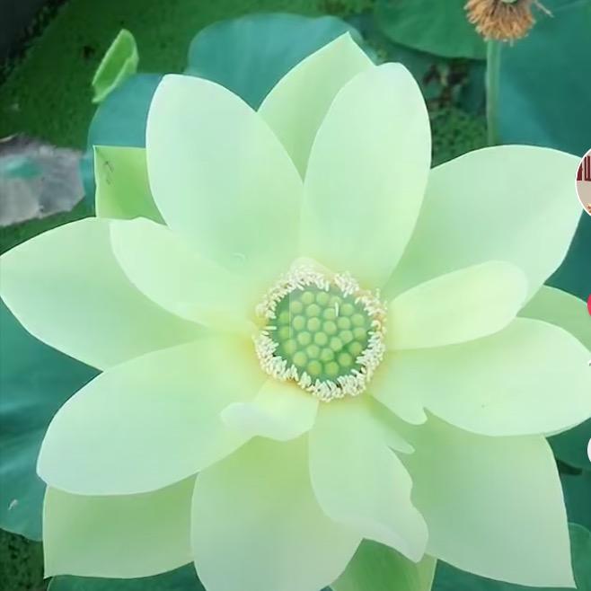 上官樱瑜