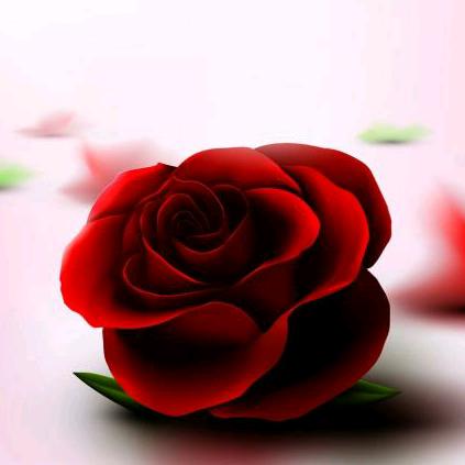 玫瑰
