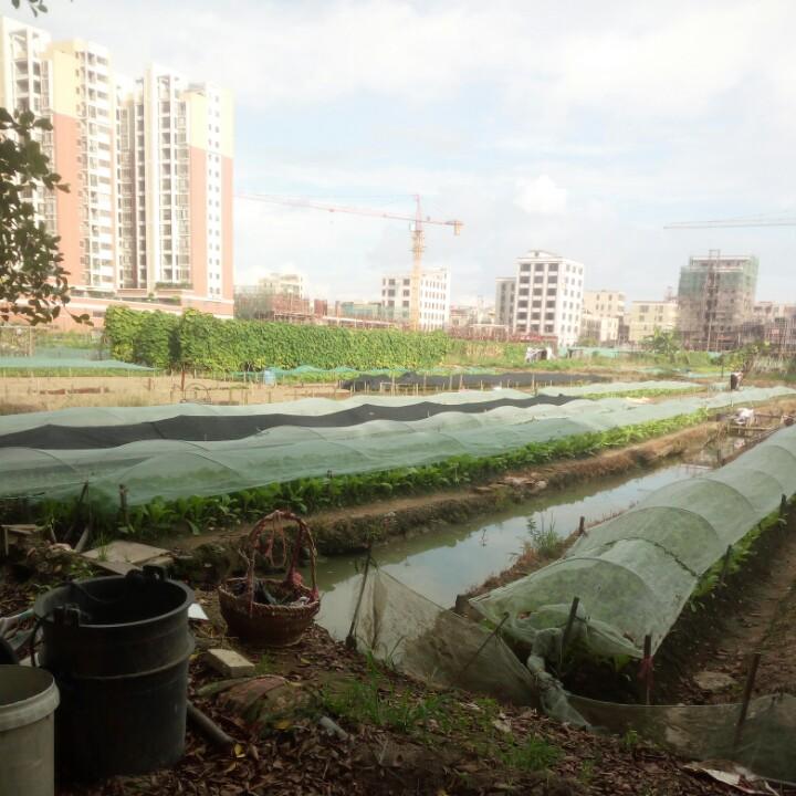 杨少、养土狗自繁自养