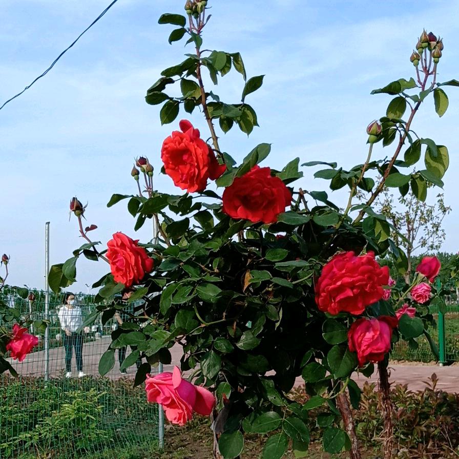 没有公主命也要有女王范