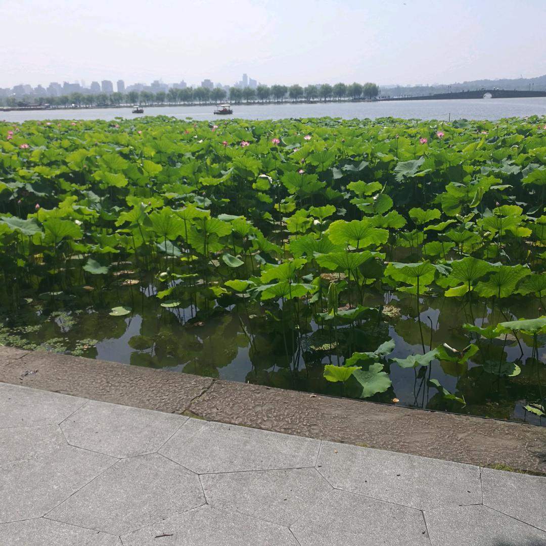 蜗牛的生活