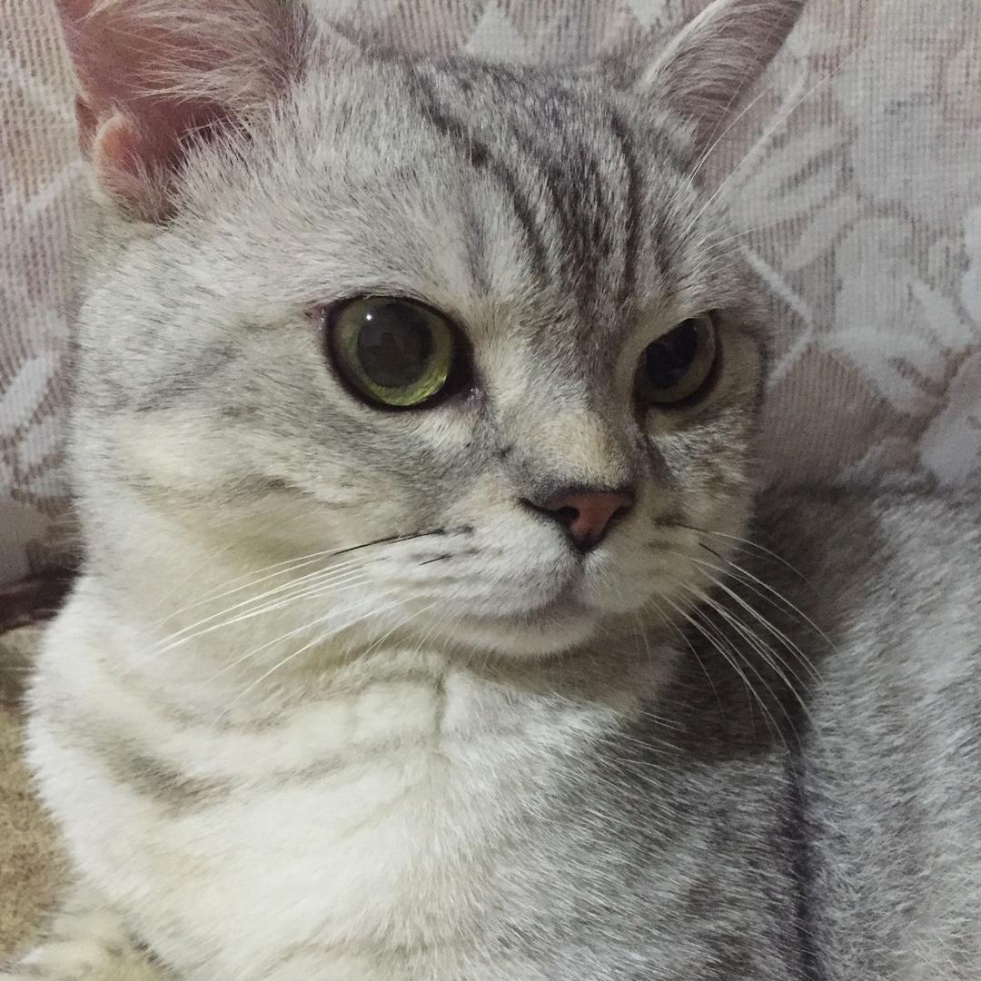 帅气的小猫