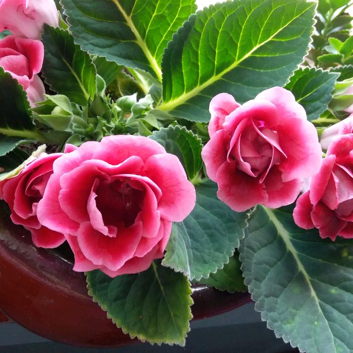 芙蓉