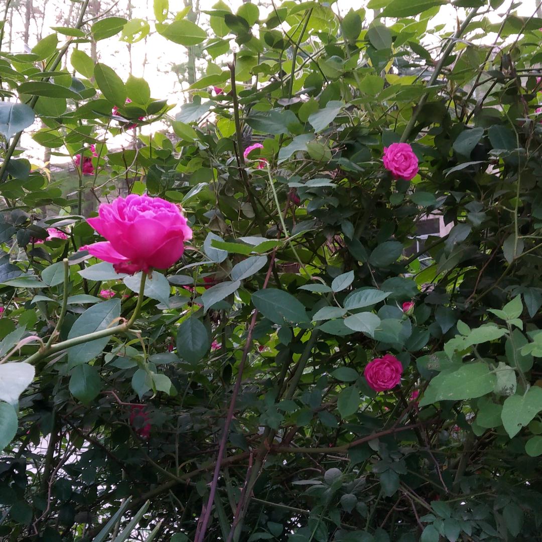 平安。