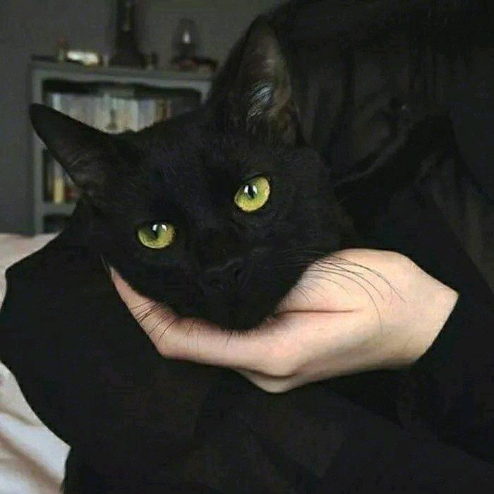 yanyan