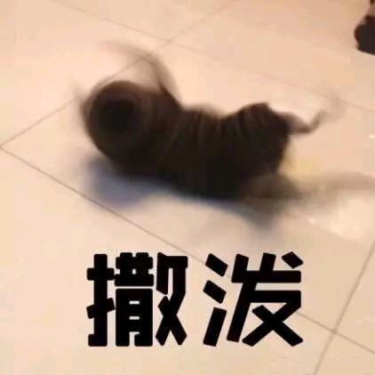 椰椰