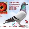 自由翱翔的鼎