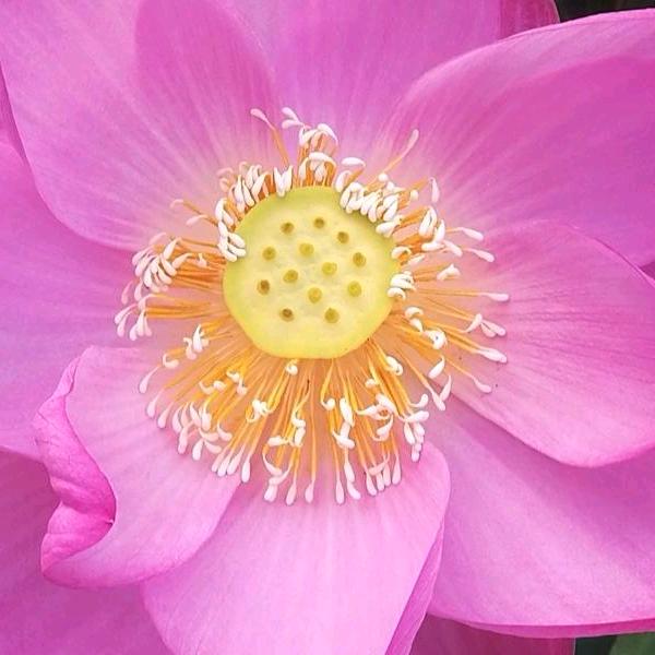 顺鑫废旧电缆回收