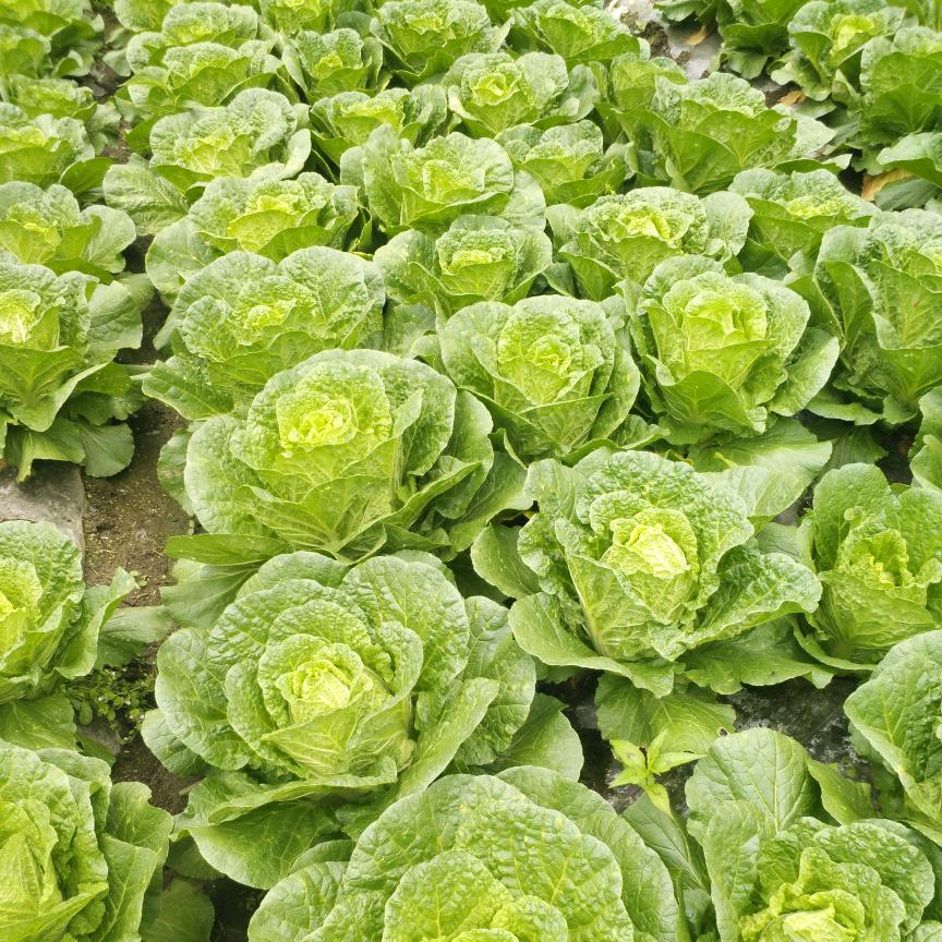 海螺沟白菜代收