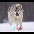 A战狼