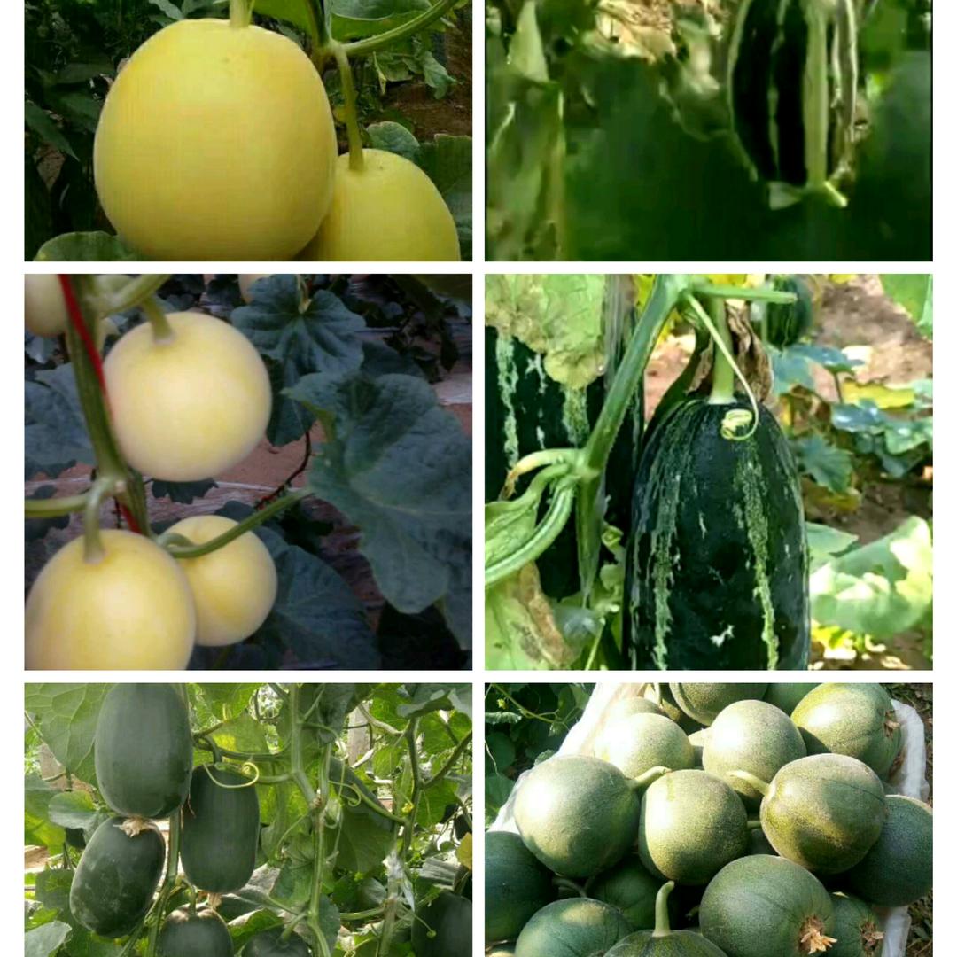 世玉瓜菜（预定鲁冠农膜）