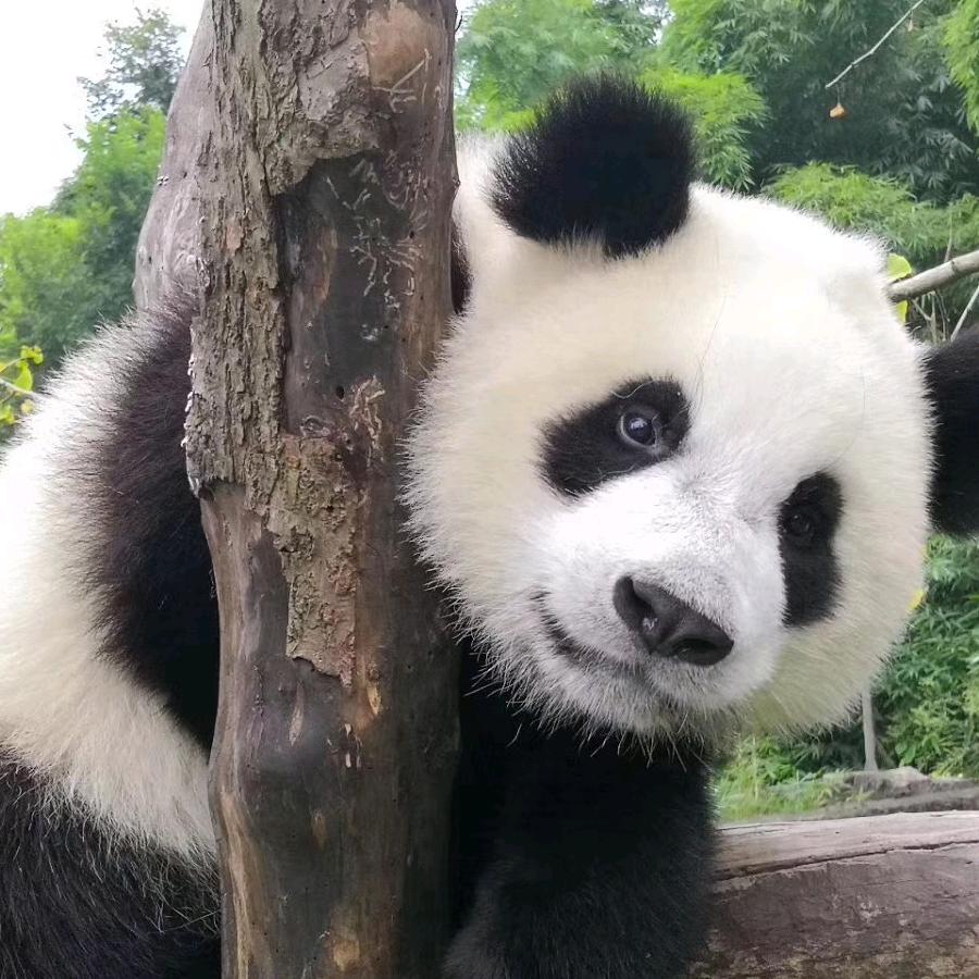 都江堰中华大熊猫苑