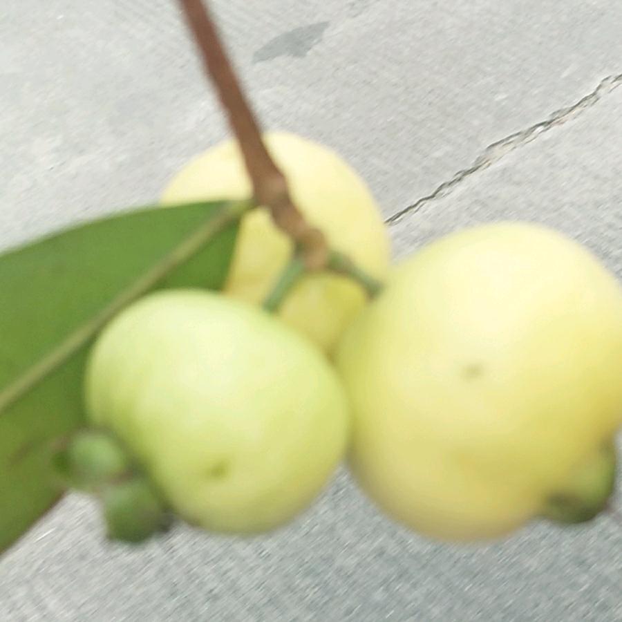 ✨巴马兰子丫💫