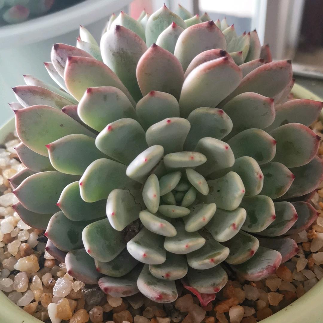 泡沫