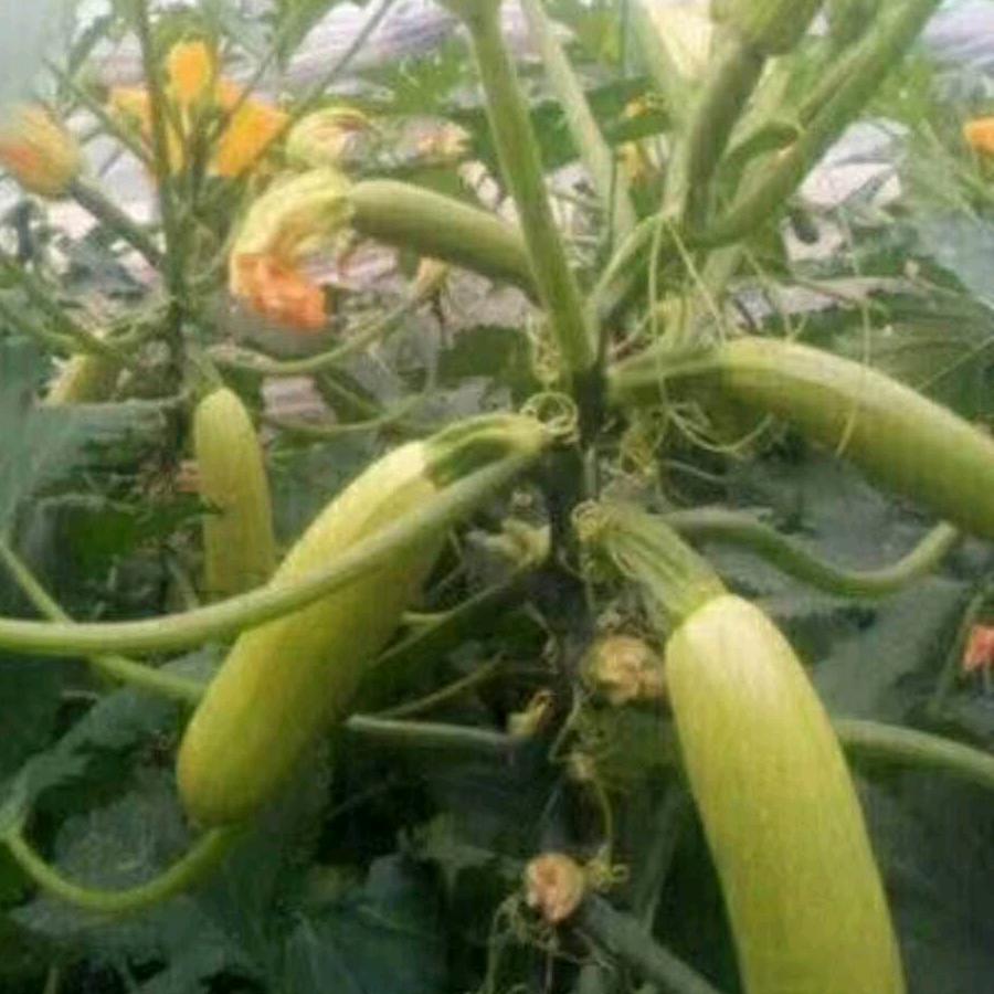 临淄孟庆福