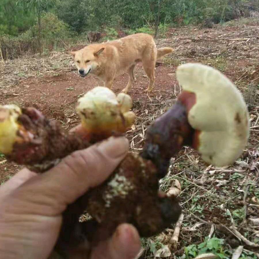 山茅野菜。
