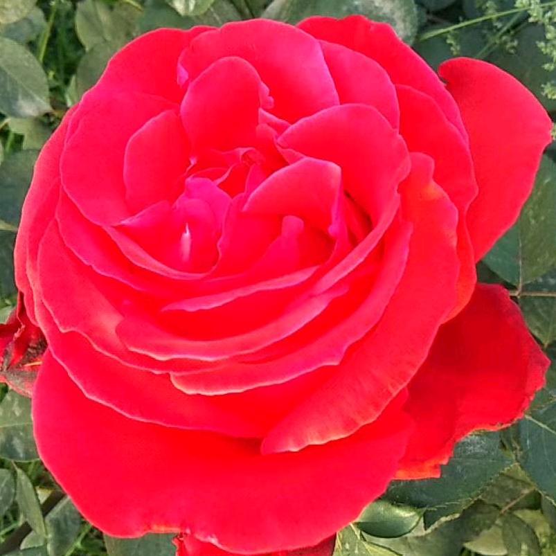 一顺百顺，事事顺心