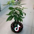 光头蓝