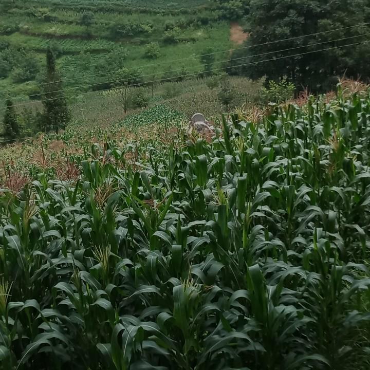 心静如初