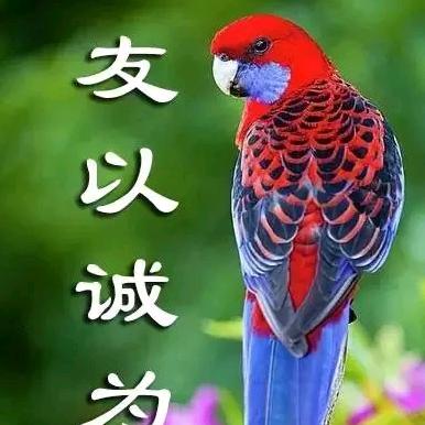 飞花