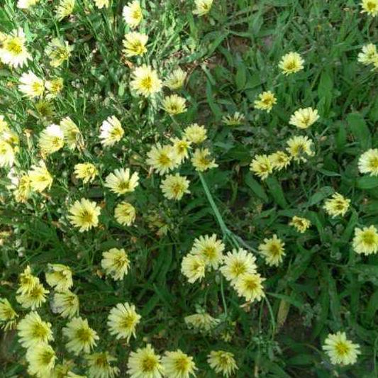 遍地黄花