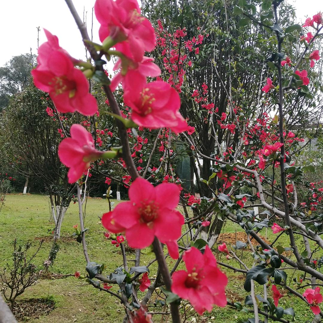 雨中小草