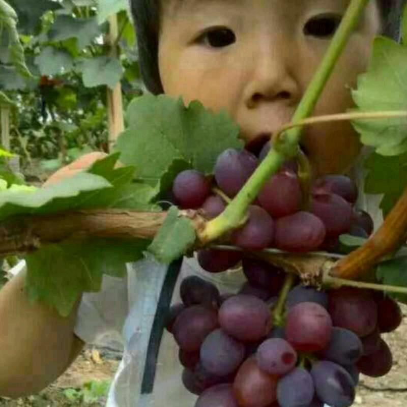 拥城民哥葡萄甜瓜采摘园