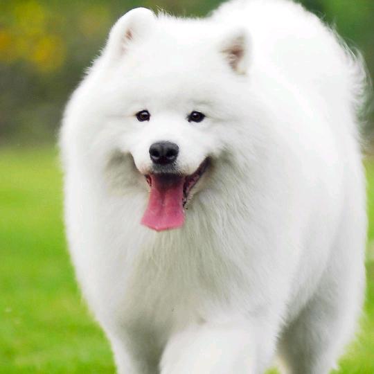 优乐美