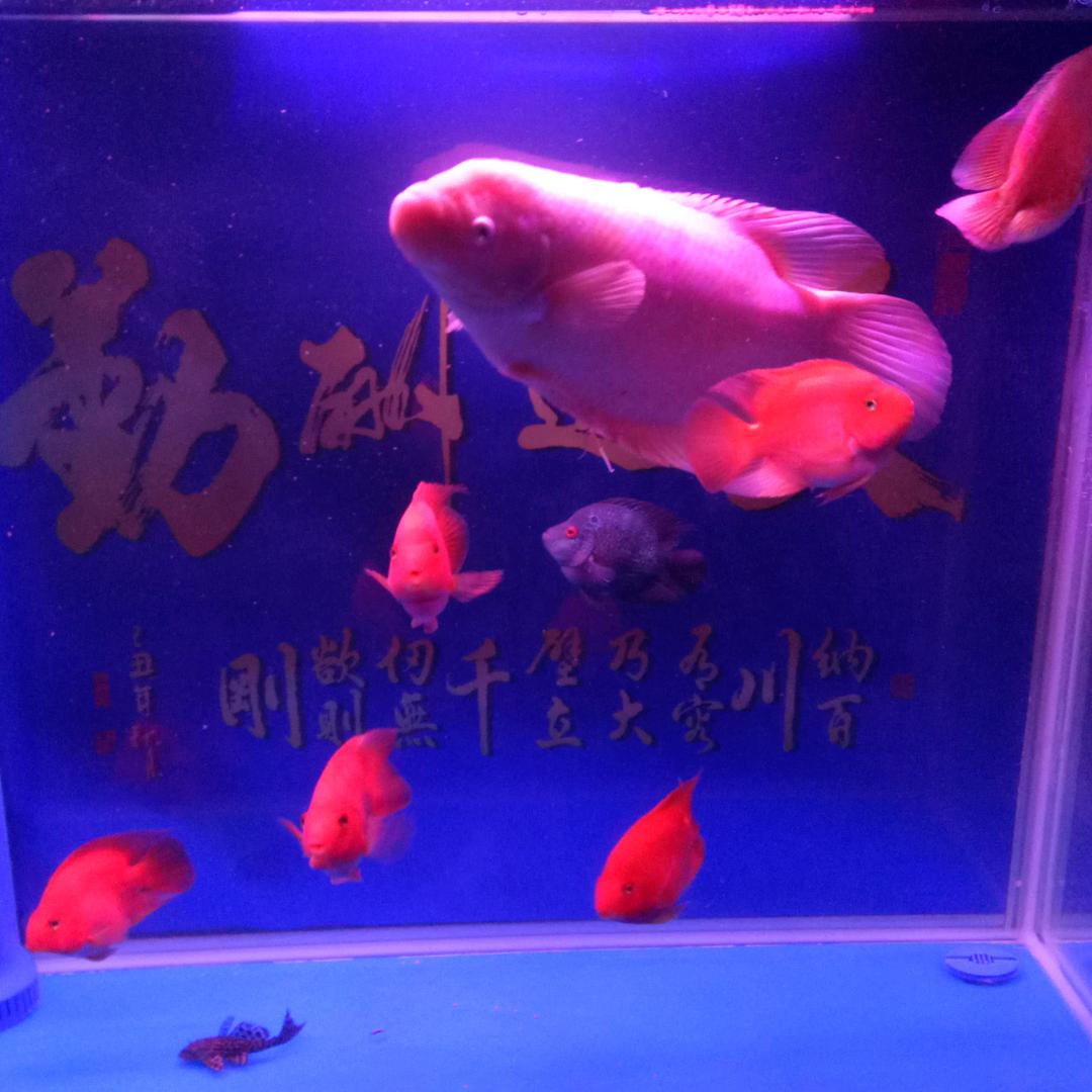 向往飞翔