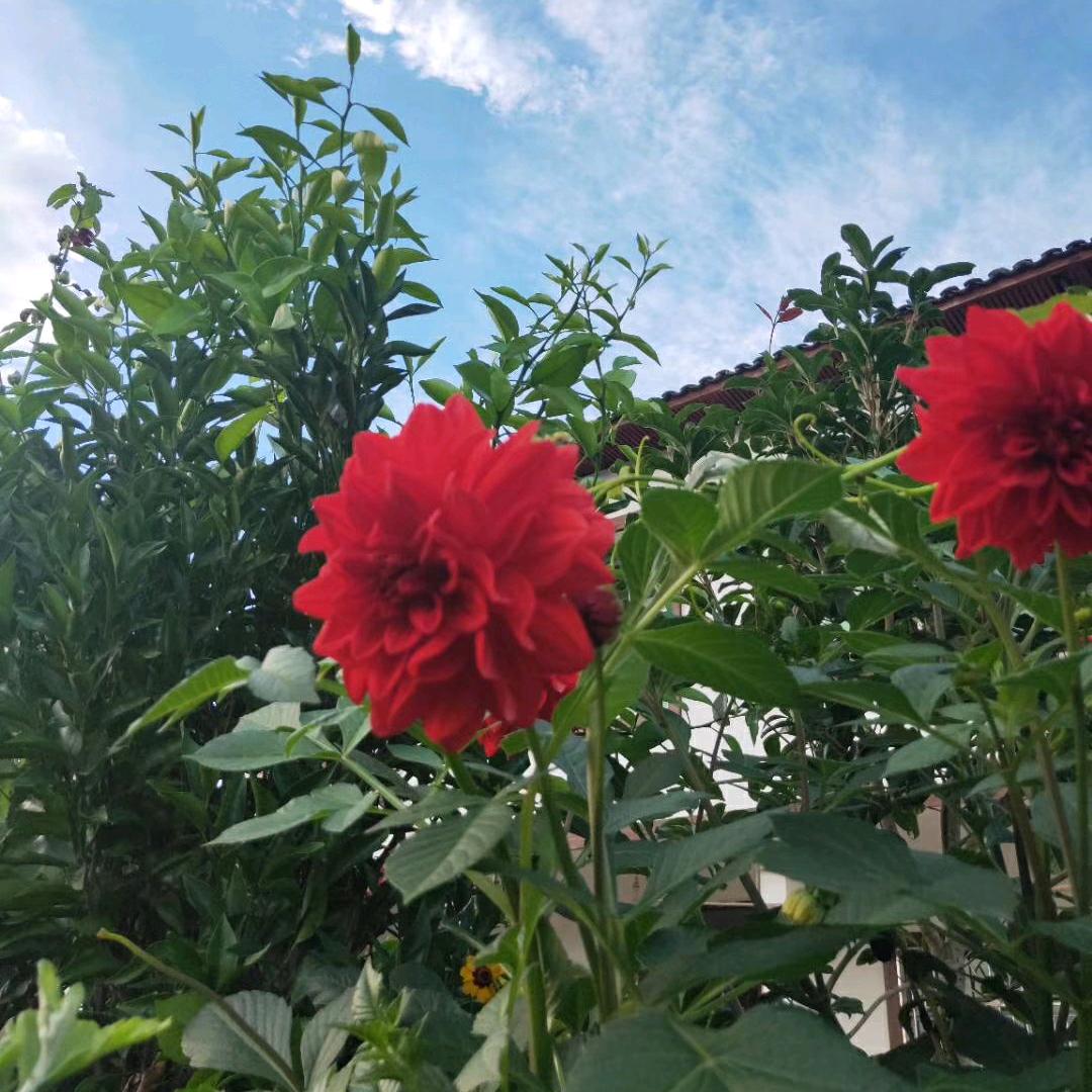 🌹🌹初晴🌹🌹