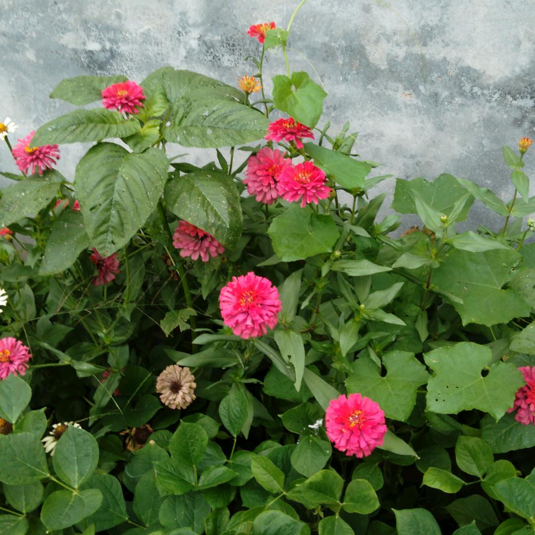 春暖花开