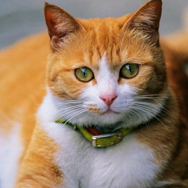 檯