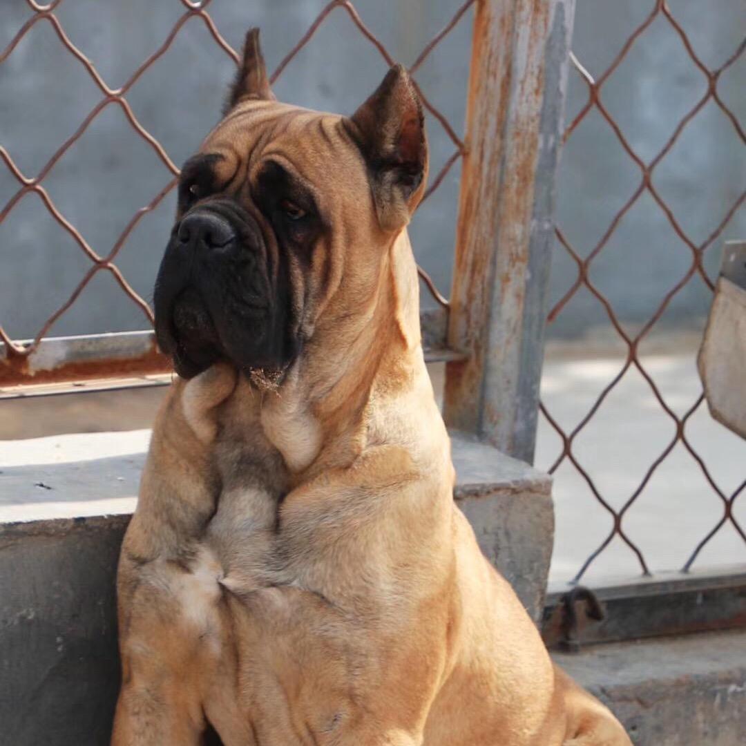 蒙福卡斯罗犬舍养殖场