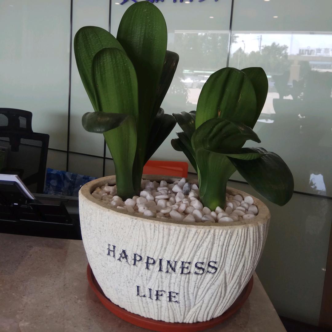 小草