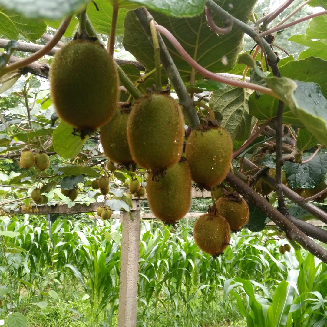 竹影清风