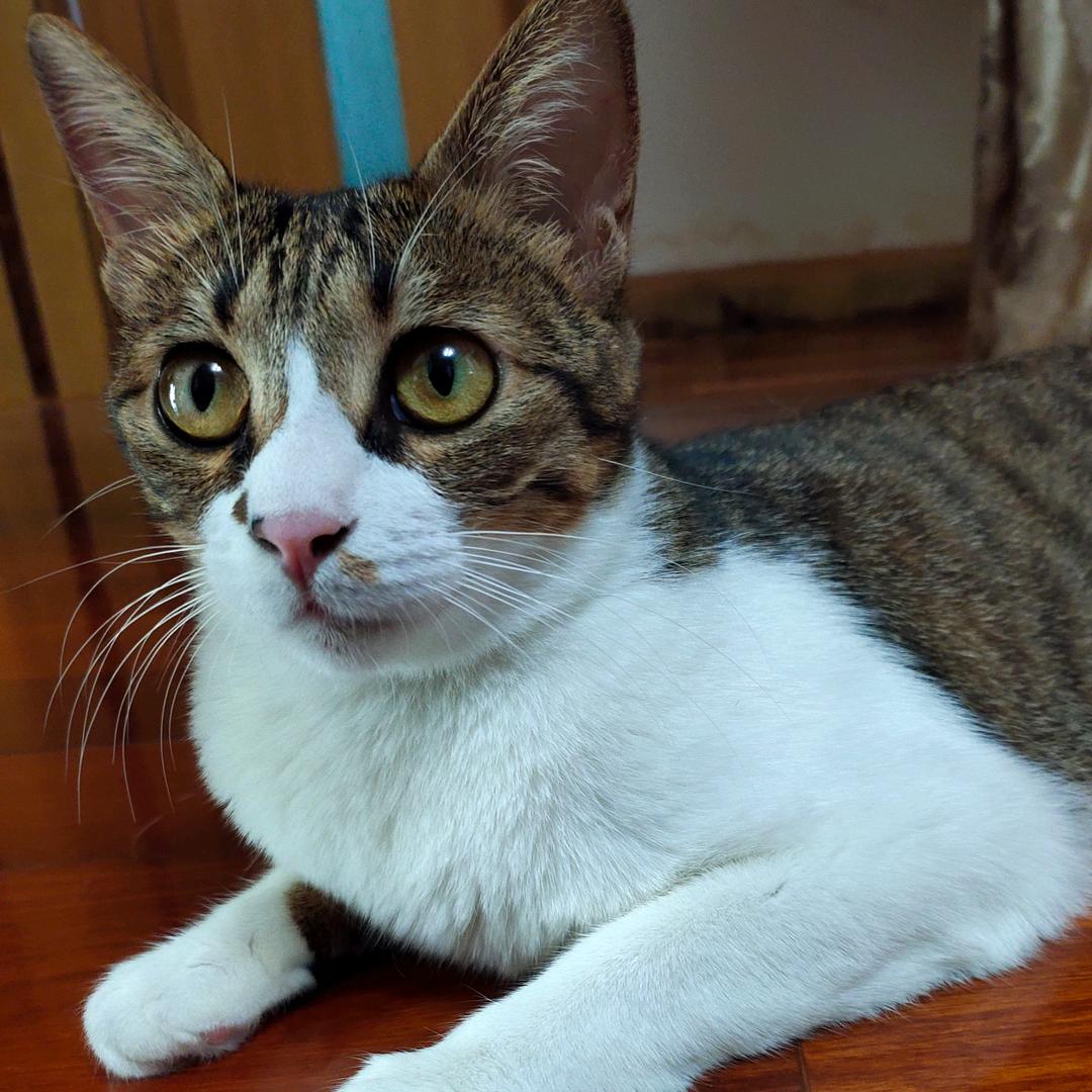 441速供 宁波猫狗领养2