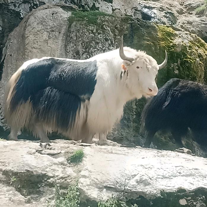 阿古加参