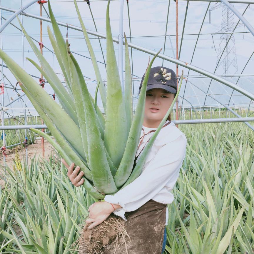 周口市川汇区荟植绿护肤品店
