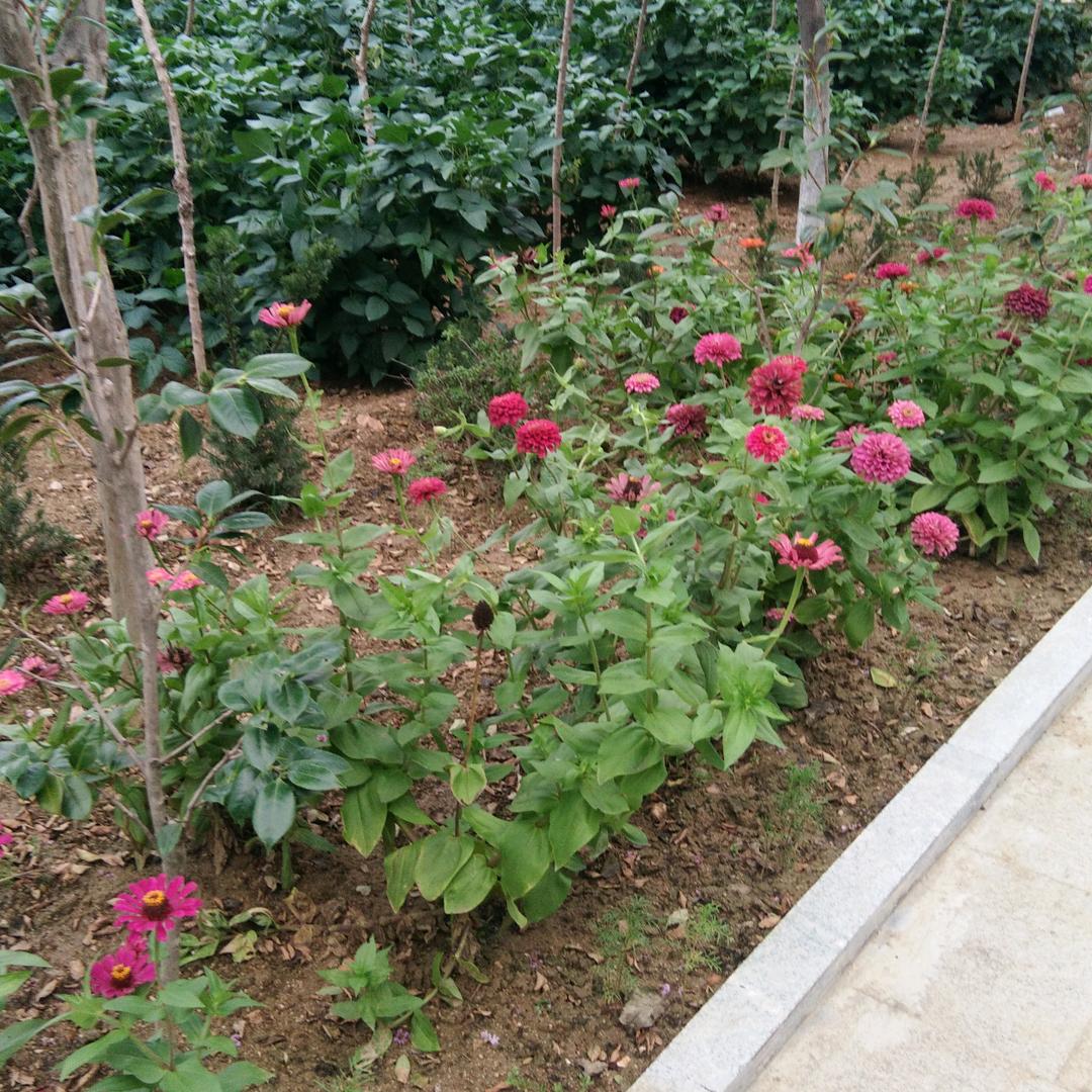 烟菏幸福之星