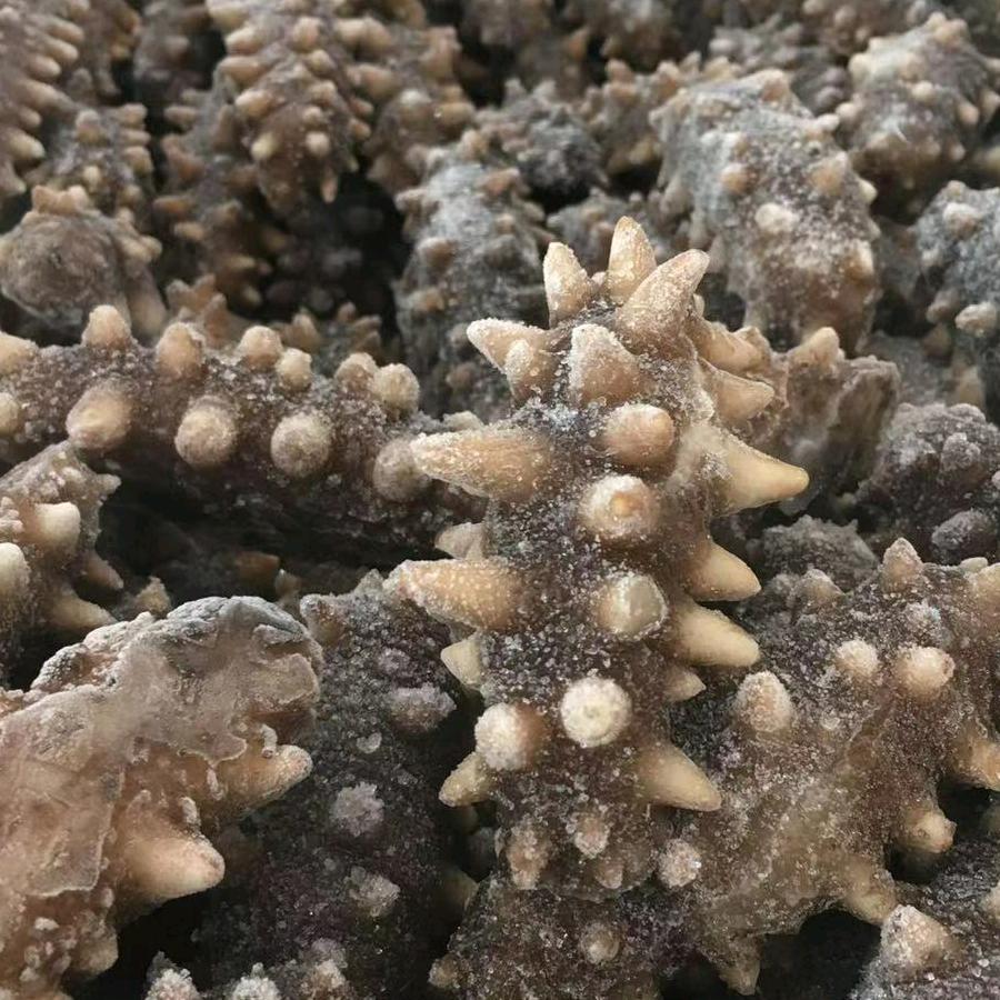 蓝天纯野生海参批发张彦东