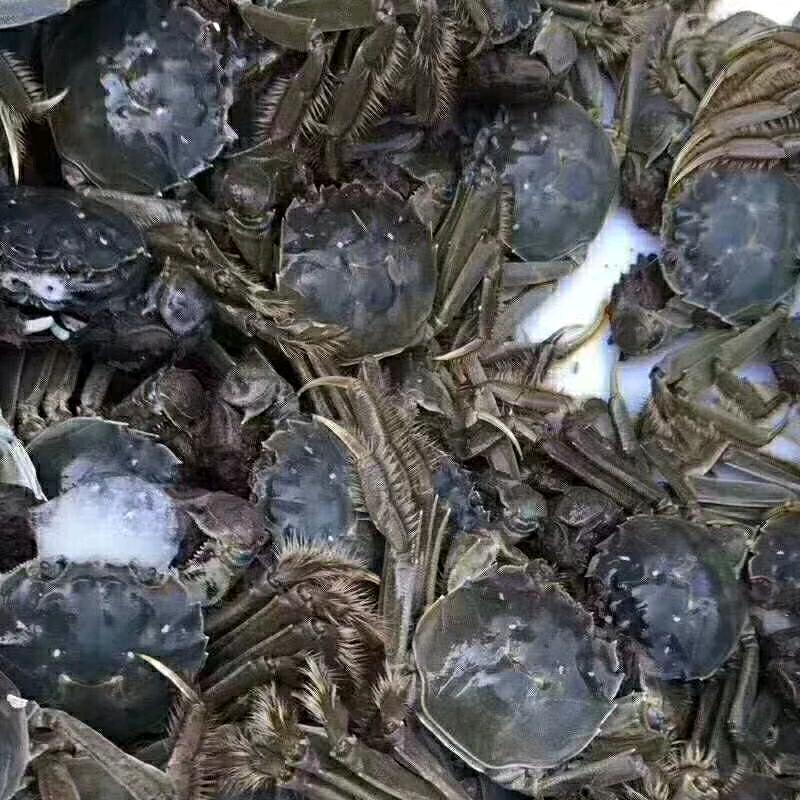 盘锦稻田河蟹