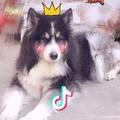 👑团团.zhu👑