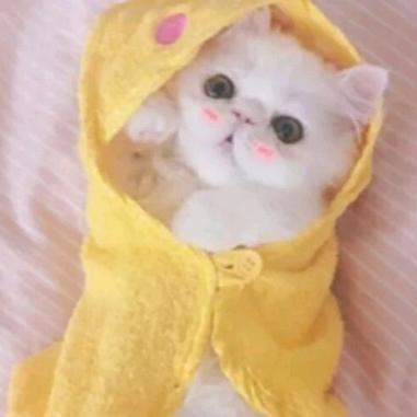 蜜糖