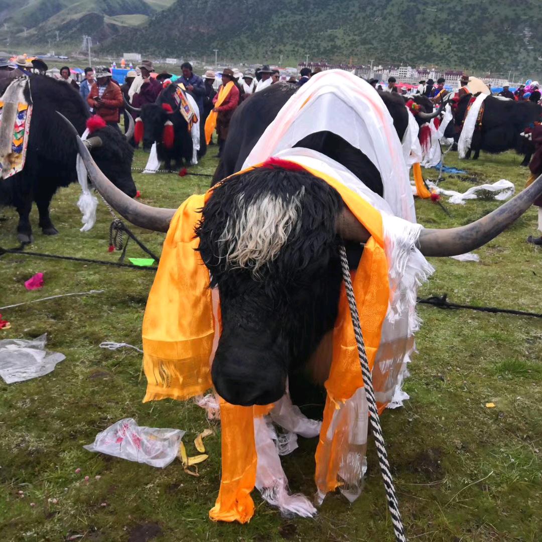 （斯❤️多吉顿珠）