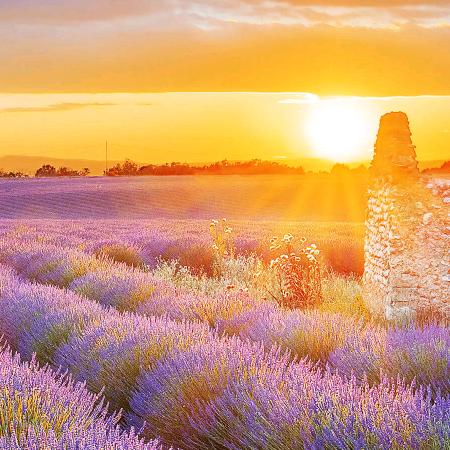 花的海洋冰辉雪糕配送