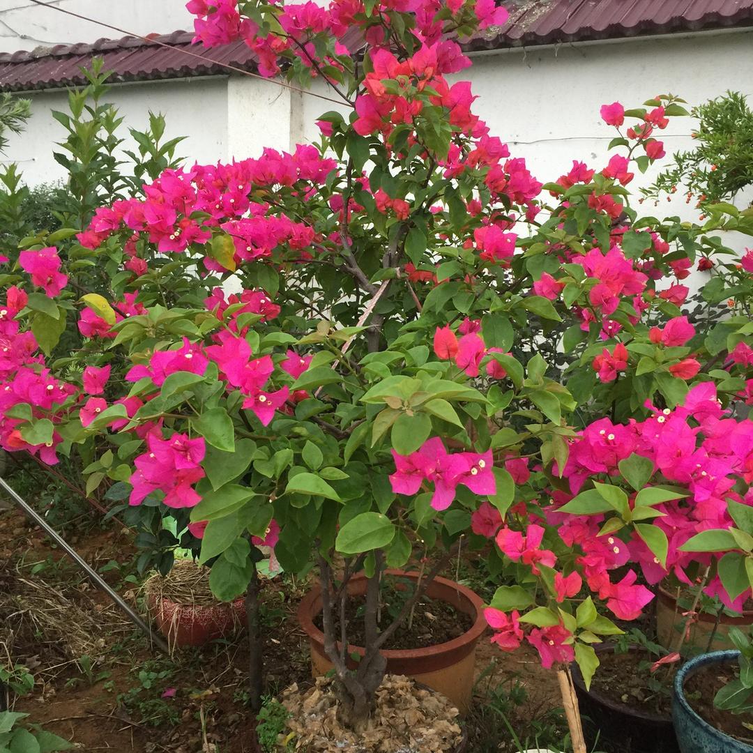 用户小林林