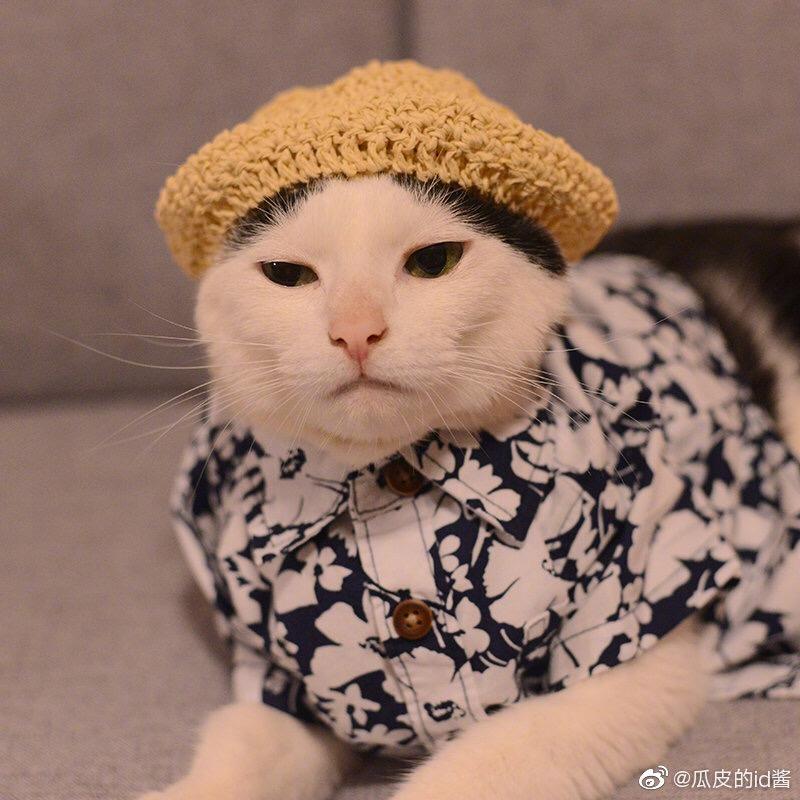 你有猫吗